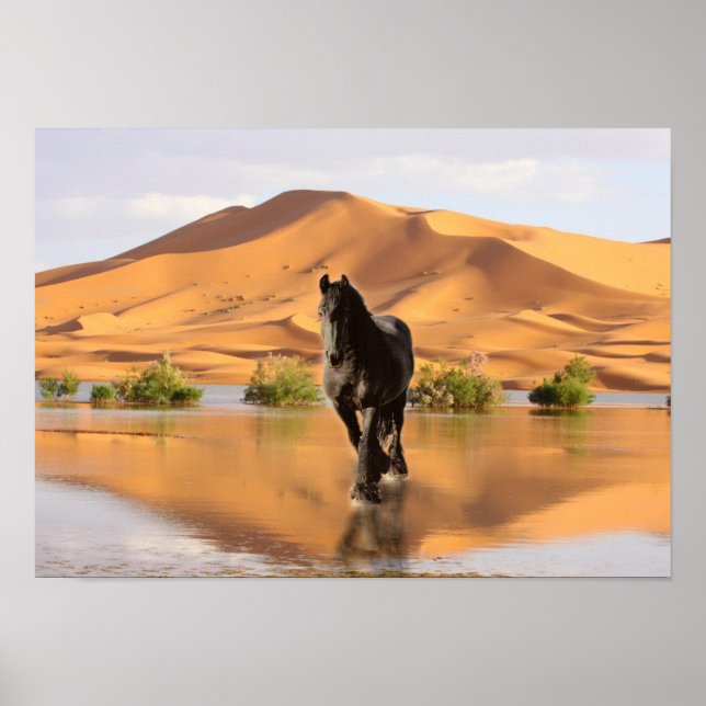 Friesian DIAMOND V - Poster (Vorne)