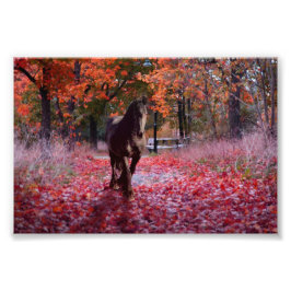 Friesian DIAMOND VIII - Foto Print