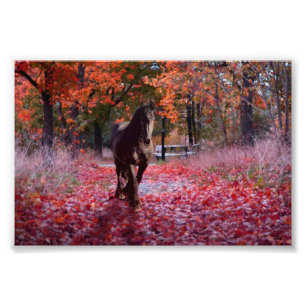 Friesian DIAMOND VIII - Foto Print