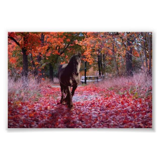 Friesian DIAMOND VIII - Foto Print (Vorne)