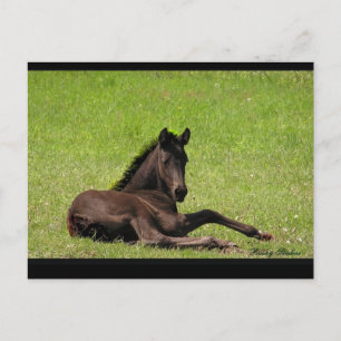 Friesian Foal Postcard Postkarte