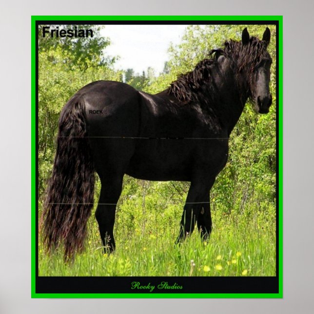 Friesian Foto Print Poster (Vorne)