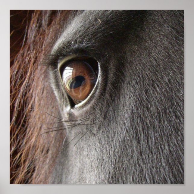 Friesian Horse Eye Poster Print (Vorne)