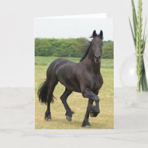 Friesian Horse Greeting Card Karte