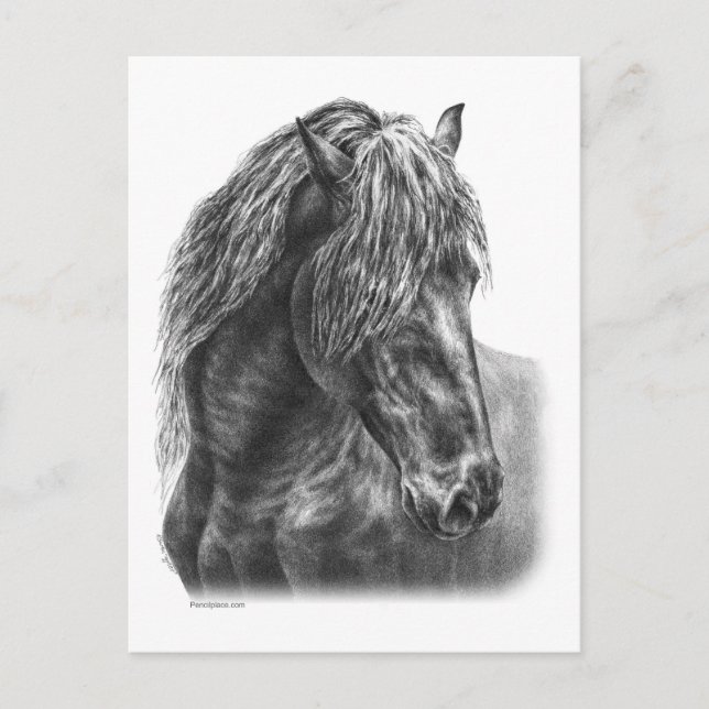 Friesian Horse Portrait Wavy Mane Postkarte (Vorderseite)