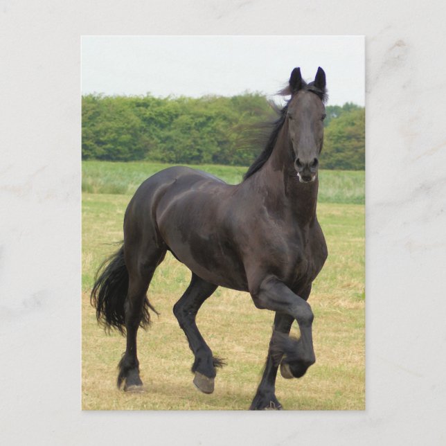 Friesian Horse Postcard Postkarte (Vorderseite)