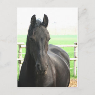Friesian Horse Postcard Postkarte