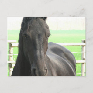 Friesian Horse Postcard Postkarte
