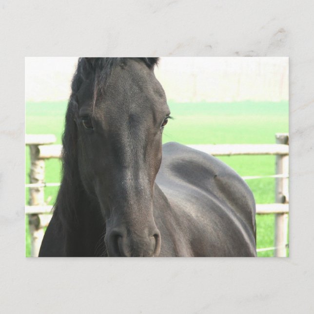 Friesian Horse Postcard Postkarte (Vorderseite)