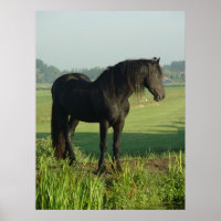 Friesian Horse