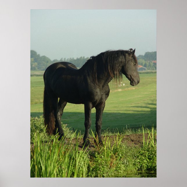 Friesian Horse Poster (Vorne)