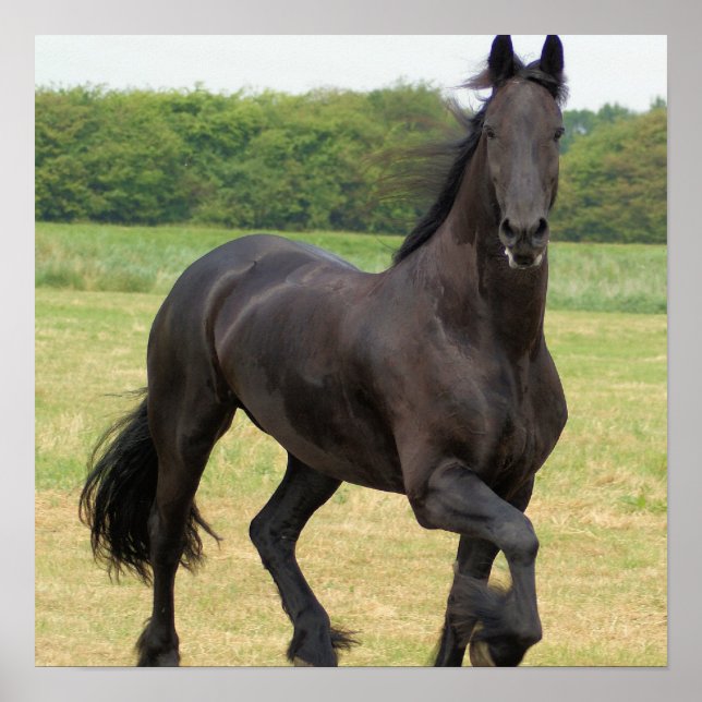 Friesian Horse Poster (Vorne)