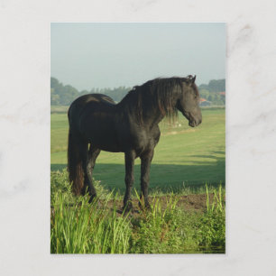 Friesian Horse Postkarte