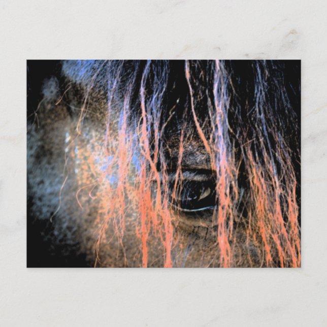 Friesian Horse Postkarte (Vorderseite)
