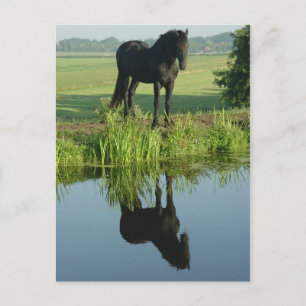 Friesian Horse Reflection in water Postkarte
