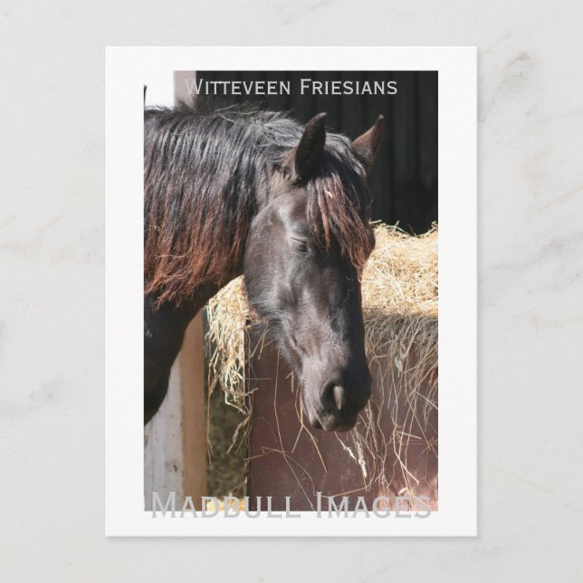 Friesian Mare Postkarte (Vorderseite)