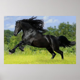 Friesian Pferd Poster