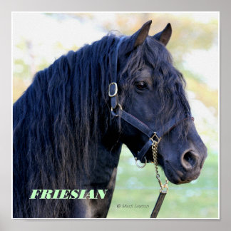 Friesian Poster