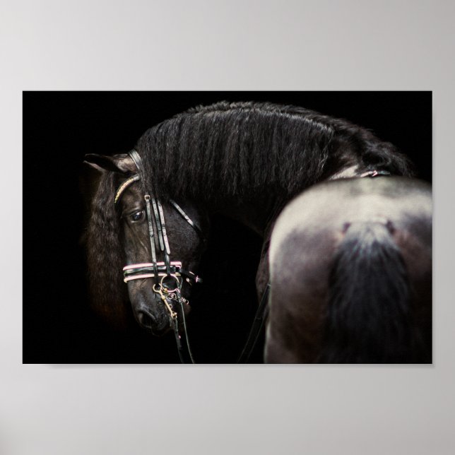 Friesian Stallion Poster (Vorne)