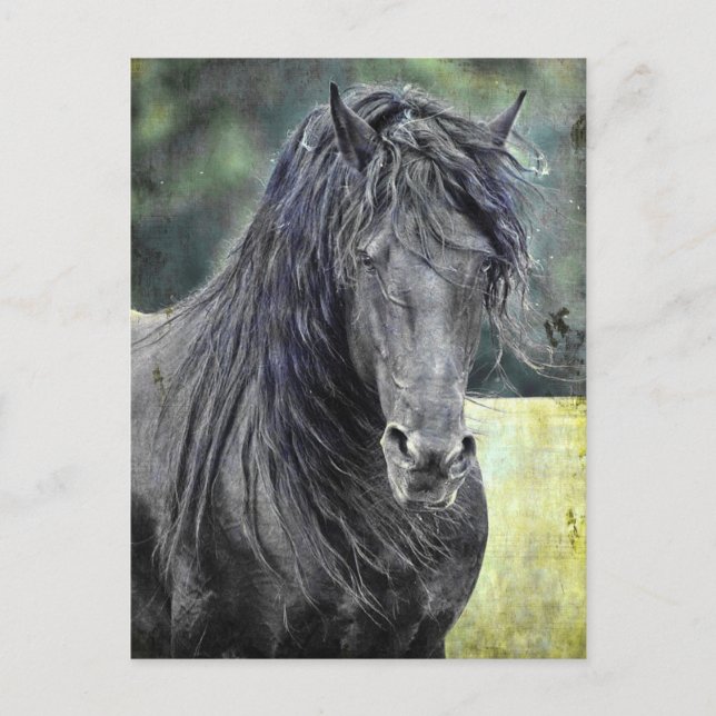 Friesian Stallion Postkarte (Vorderseite)