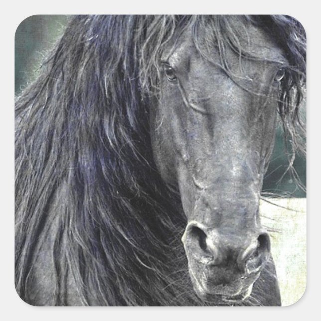 Friesian Stallion Quadratischer Aufkleber (Vorderseite)
