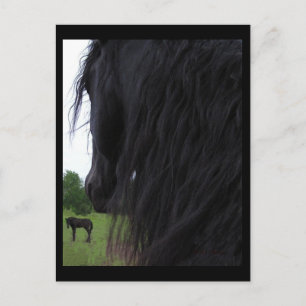 Friesian View Postkarten