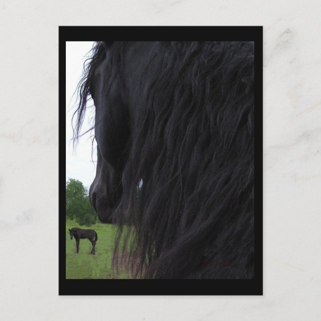 Friesian View Postkarten (Vorderseite)