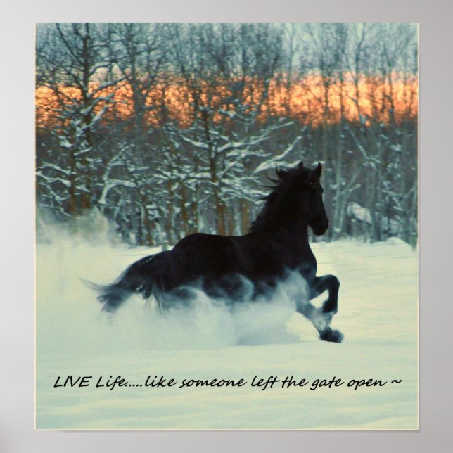 Friesian Winter Frolic Poster (Vorne)