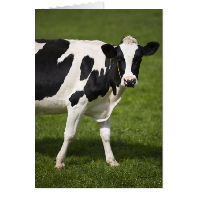 Friesische Kuh (Vorne)