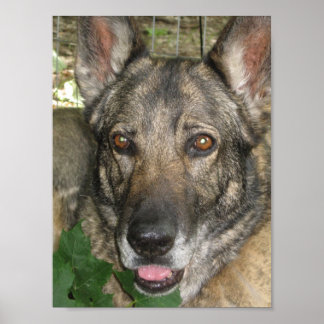 Friga im Garten Poster