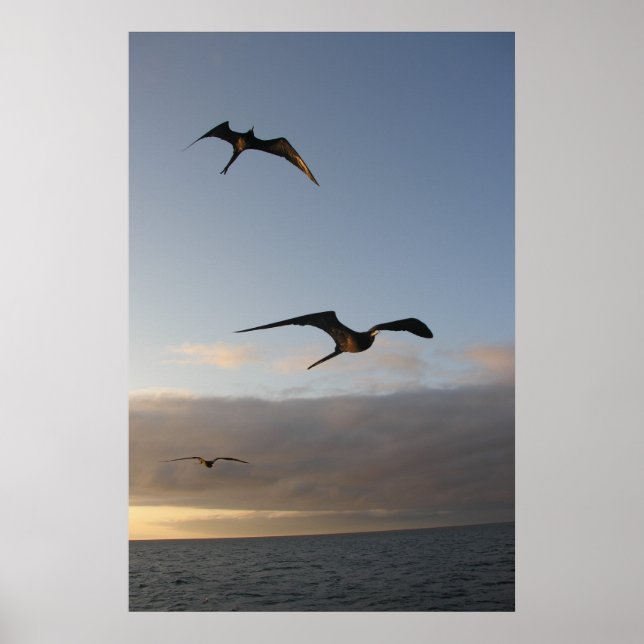 frigatbirds at sunset poster (Vorne)