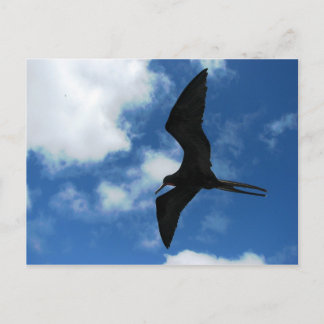 Frigate Bird (Fragata), Galapagos Postkarte