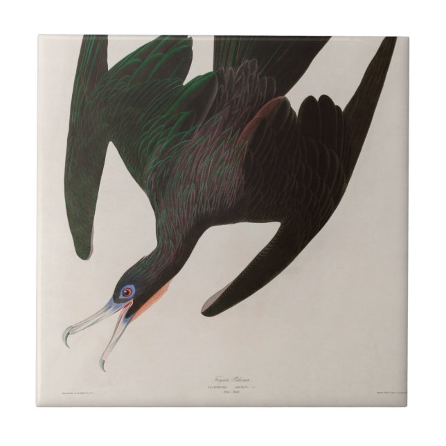 Frigate Pelican Birds of America Audubon Print Fliese (Vorderseite)