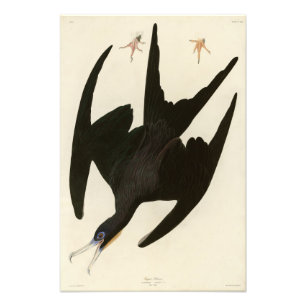 Frigate Pelican (Magnificent Frigatebird) Audubon Fotodruck