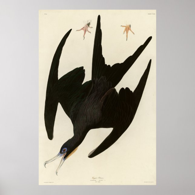 Frigate Pelican (Magnificent Frigatebird) Audubon Poster (Vorne)