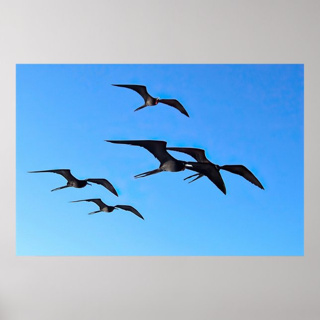 Frigatebird Flock Poster (Vorne)