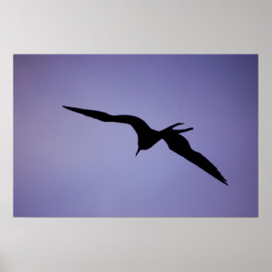 Frigatebird-Silhouette Poster