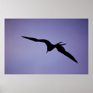 Frigatebird-Silhouette Poster