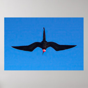 Frigatebird von unten poster