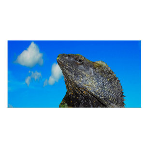Frill halackte Lizard Poster