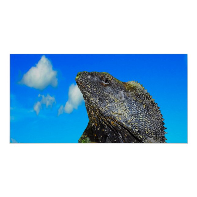 Frill halackte Lizard Poster (Vorderseite)