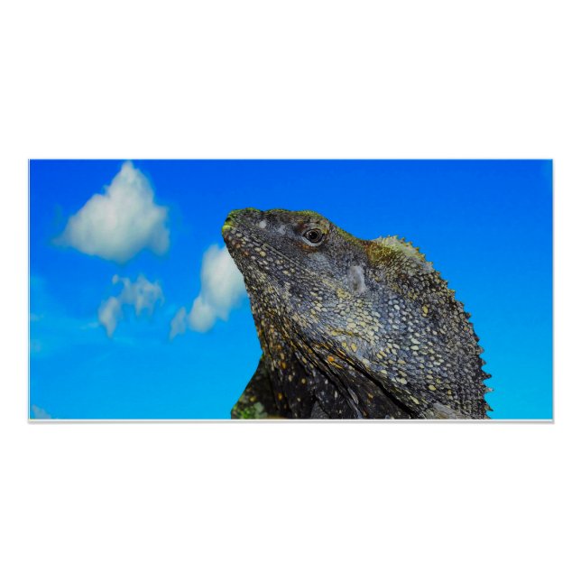 Frill halackte Lizard Poster (Vorderseite)