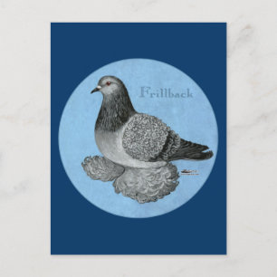 Frillback Blue Grizzle Pigeon Postkarte