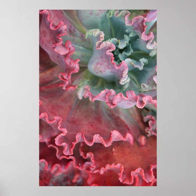 Frilled Echeveria Poster (Vorne)