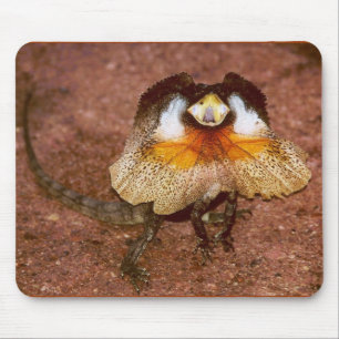 Frilled Lizard - Chlamydosaurus kingii Mousepad