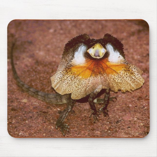 Frilled Lizard - Chlamydosaurus kingii Mousepad (Vorne)