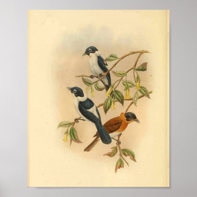Frilled Neck Brown Flycatcher Bird Vintag Print Poster (Vorne)