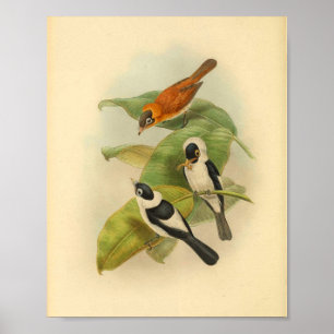 Frilled Neck Brown Flycatcher Bird Vintag Print Poster