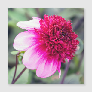 Frilly Pink und Magenta Dahlia Magnetkarte