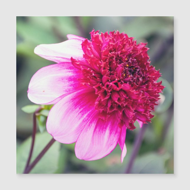 Frilly Pink und Magenta Dahlia Magnetkarte (Vorderseite)